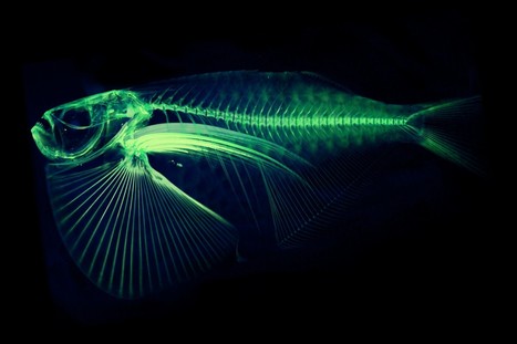 UW professor is digitizing every fish species in the world | Amazing Science | Scoop.it