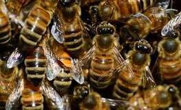 Ariège : Il avait perdu deux millions d'abeilles à cause d'un épandage, l'intoxication reconnue par la justice | Les Colocs du jardin | Scoop.it