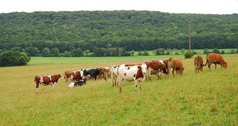 Des arguments existent pour défendre l'élevage | Elevage et environnement | Scoop.it