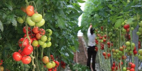 ALGERIE : Un taux de croissance de 31% et un apport au PIB de 14,7%&nbsp;: L&rsquo;Agriculture confirme son essor&nbsp; | CIHEAM Press Review | Scoop.it