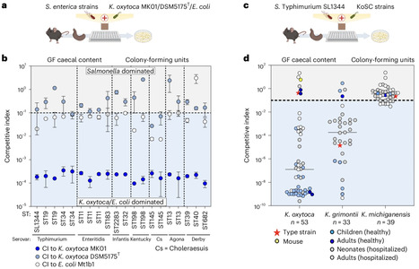 Klebsiella oxytoca inhibits Salmonella infection through multiple microbiota-context-dependent mechanisms | Nmb | RMH | Scoop.it