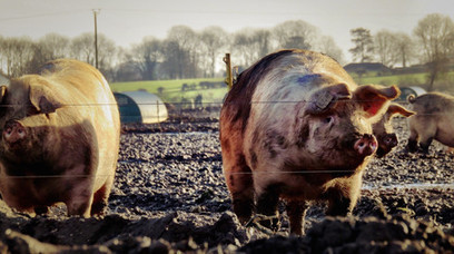 Simplification of EU farm policy: a never-ending story | EUROPES | Scoop.it