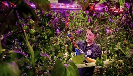 L’agriculture urbaine, ingrédient de l’économie « glocale » | Les Colocs du jardin | Scoop.it