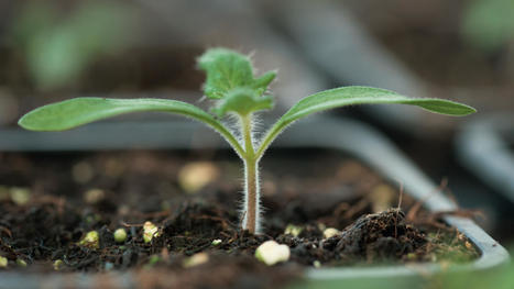 Biostimulants et nutrition des plantes : Une efficacité reconnue | HORTICULTURE | Scoop.it