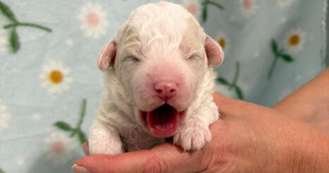 Yle's Puppy Live goes international as Dutch public broadcaster buys rights | Yle News | Yle | A1Uutiset | Scoop.it