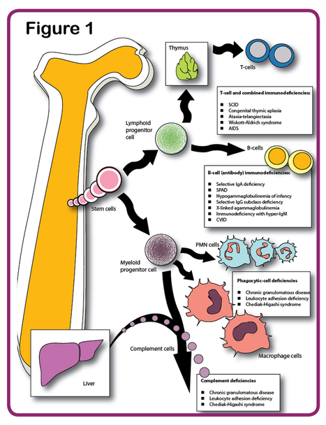 Review of Primary Immunodeficiencies - The Asthma Center | Immunopathology & Immunotherapy | Scoop.it