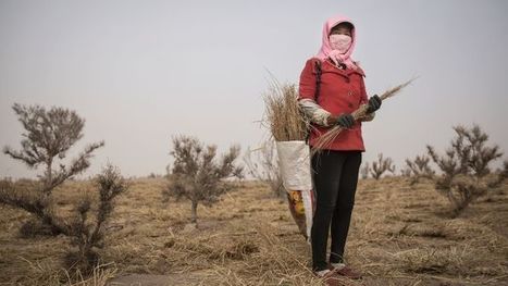 China and Africa are building 'great walls' of trees to hold back the desert. But will it work? - ABC News | Stage 5 Sustainable Biomes | Scoop.it