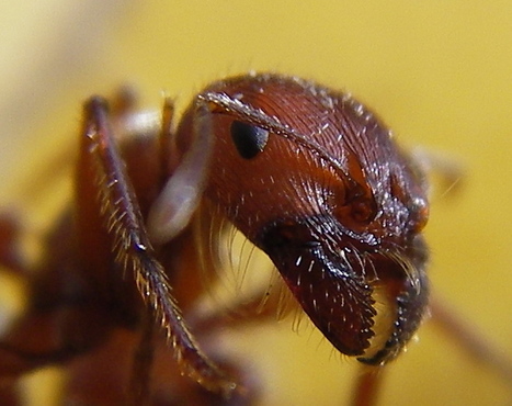 Chez les fourmis, la reine conserve la semence des mâles fourmis pendant 20 ans | EntomoNews | Scoop.it