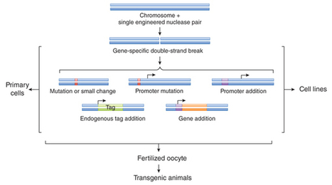 Gene editing: not just for translation anymore : Nature Methods | TAL effector science | Scoop.it