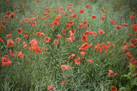 8ème édition de la Fête de la Nature, du 21 au 25 mai 2014 | Paysage - Agriculture | Scoop.it