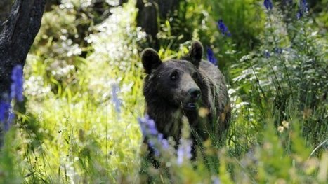 L'ours des Pyrénées fait moins de dégâts alors que sa population ne cesse de croître - France 3 Midi-Pyrénées | Biodiversité | Scoop.it