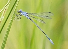 Liste rouge. Onze esp&egrave;ces de libellules menac&eacute;es de disparition en France | EntomoNews | Scoop.it