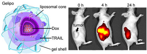 New Technique Targets Specific Areas of Cancer Cells with Different Drugs | 21st Century Innovative Technologies and Developments as also discoveries, curiosity ( insolite)... | Scoop.it