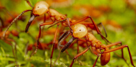 Attaque, d&eacute;fense, digestion&hellip; les venins de fourmis r&eacute;v&egrave;lent enfin leurs&nbsp;secrets | EntomoNews | Scoop.it