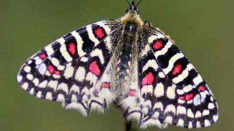 Vitrolles : La commune, terre d'accueil pour 24 espèces de papillons | Variétés entomologiques | Scoop.it