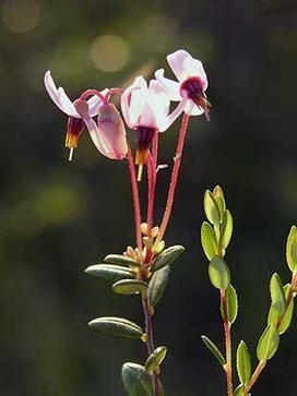 Isokarpalo, Vaccinium oxycoccos - Kukkakasvit - LuontoPortti | 1Uutiset - Lukemisen tähden | Scoop.it