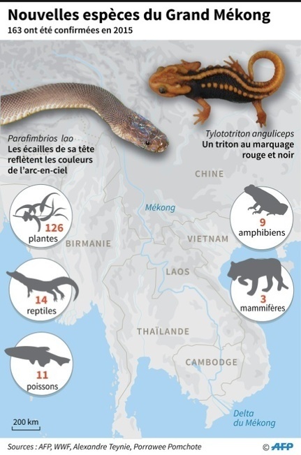 Grand Mékong: 163 nouvelles espèces d'animaux découvertes en 2015