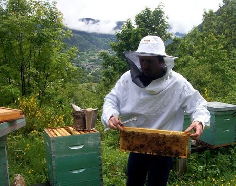 Les abeilles se portent bien en Aure  | Vallées d'Aure & Louron - Pyrénées | Scoop.it