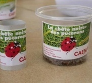Caen distribue des coccinelles pour lutter contre les pucerons ! | Variétés entomologiques | Scoop.it