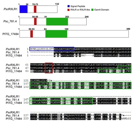PLoS ONE: Alternative Splicing of a Multi-Drug Transporter from Pseudoperonospora cubensis Generates an RXLR Effector Protein That Elicits a Rapid Cell Death | Plants and Microbes | Scoop.it