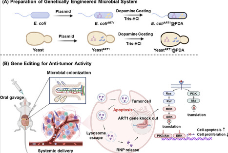 Comparative Evaluation of Engineered Bacteria and Yeast for Oral Delivery of CRISPR/Cas9 Systems in Colon Cancer Therapy | asb | RMH | Scoop.it