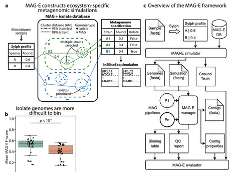 End-to-end evaluation of pipelines for metagenome-assembled genomes reveals hidden performance gaps | brvm | RMH | Scoop.it