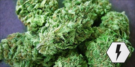 Thai: This Pure Sativa Will Replace Your Morning Coffee | Marijuana, Cannabis, Longevity, Legacy | Scoop.it