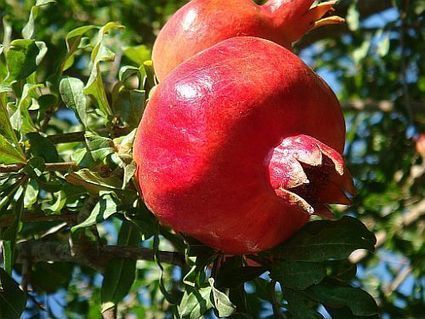 Frutta e Verdura di Stagione: la Spesa di Ottobre | Orto, Giardino, Frutteto, Piante Innovative e Antiche Varietà | Scoop.it