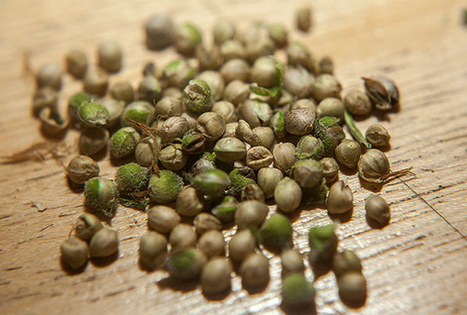 How a Low-Tech Seed Bank in Greece Preserves Thousands of Heritage Crops | Peer2Politics | Scoop.it