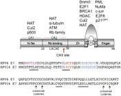 ScienceDirect.com - Virology - Cellular transformation by human papillomaviruses: Lessons learned by comparing high- and low-risk viruses | Virology News | Scoop.it