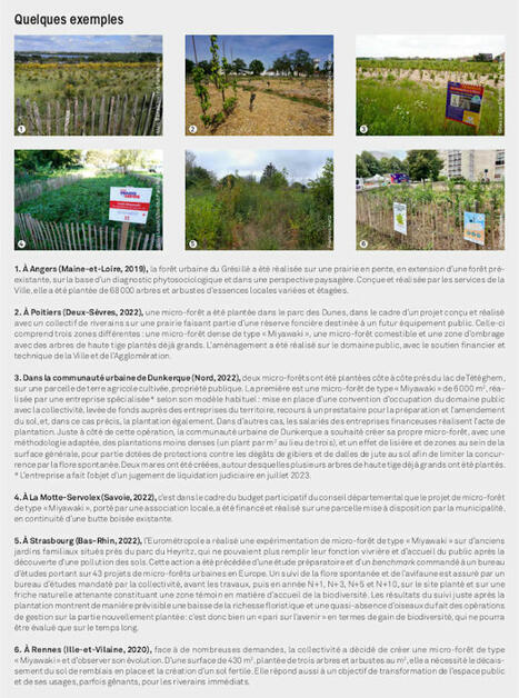 Micro-forêts urbaines : des fonctions écologiques à évaluer | PAYSAGE ET TERRITOIRES | Scoop.it
