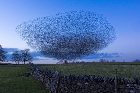 What can ants, birds and bacteria teach us about collective intelligence? | #Collaboration #Research  | 21st Century Learning and Teaching | Scoop.it