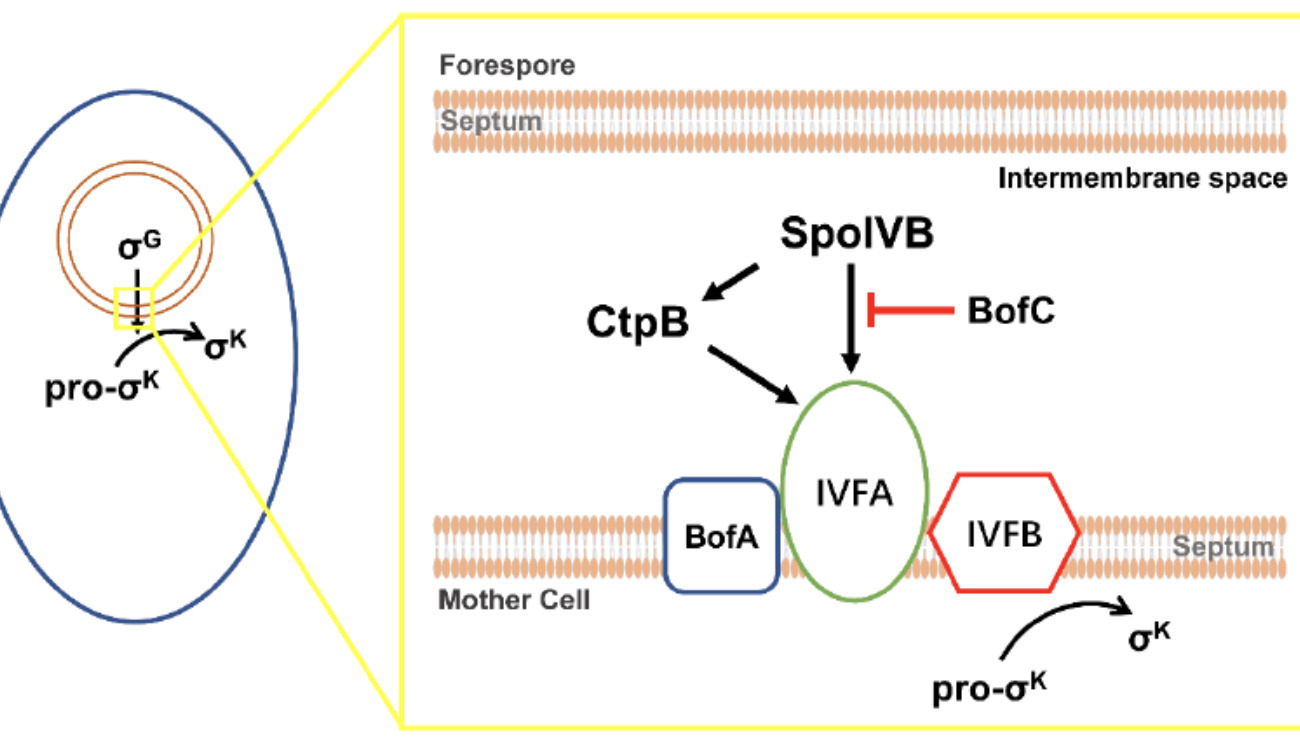 Regulation of pro‐σK activation: a key ch...