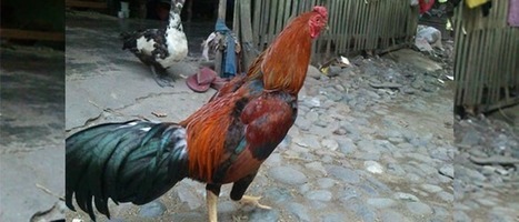 Ciri Ekor Sabung Ayam Bangkok Juara Asli Thaila