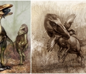 Want To Annoy A Creationist? Mention New Feathered Dinosaur Science. | Kool Look | Scoop.it