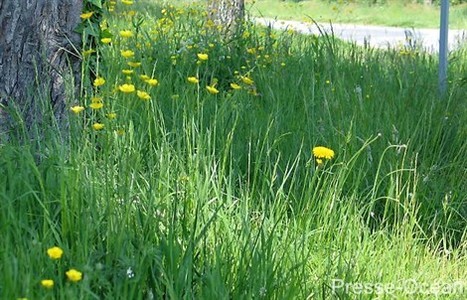 AlterIAS : pour préserver la biodiversité et mieux gérer les plantes invasives | Biodiversité | Scoop.it