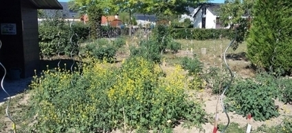 [INP-Recherche] Ces plantes qui permettent de dépolluer les sols | InMédias | Scoop.it