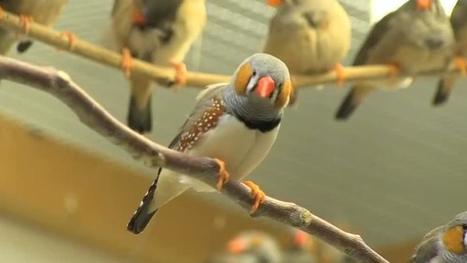 Scientists look to songbirds to solve human speech Disorder | GREENEYES | Scoop.it