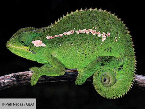 Une nouvelle espèce de caméléon découverte dans les montagnes d'Ethiopie | Histoires Naturelles | Scoop.it