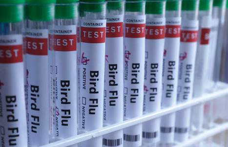 Mexico Reports First Human Case of H5N1 Bird Flu | Virus World | Scoop.it