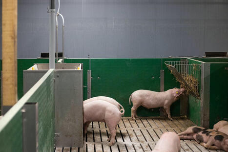 En Bretagne, une ferme-laboratoire secrète élève des « cochons médicaments » | Bioéthique & Procréation | Scoop.it
