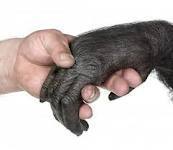 'Junk DNA' defines differences between humans and chimps | Amazing Science | Scoop.it