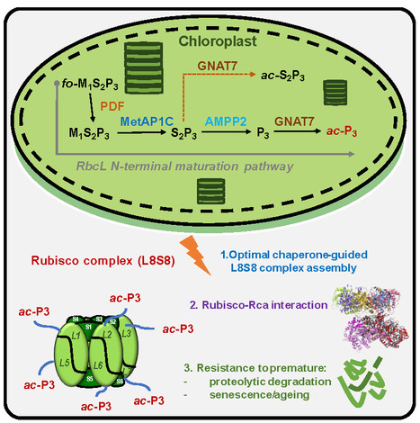 A new path to Rubisco processing | I2BC Paris-Saclay | Scoop.it