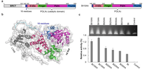 Semi-rational engineering of terminal deoxynucleotidyl transferase for high-efficiency enzymatic de novo DNA synthesis | ssb | RMH | Scoop.it