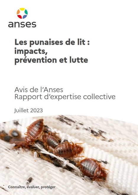 Les punaises de lit : impacts, prévention et lutte - Documents et liens - Anses, juillet 2023 | Insect Archive | Scoop.it