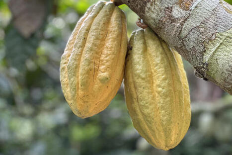 The world&rsquo;s chocolate cravings speed up deforestation in the Congo Basin: Study | &Eacute;cosyst&egrave;mes Tropicaux | Scoop.it