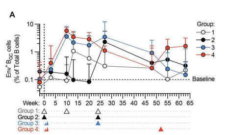 B-cell evolution lasts nearly a year after vaccination | Shane Crotty posted on the topic | Immunology and Biotherapies | Scoop.it