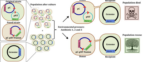 Interplay between mobile genetic elements drives a fusion-deletion life cycle of plasmids to fuel antimicrobial resistance | brvm | RMH | Scoop.it