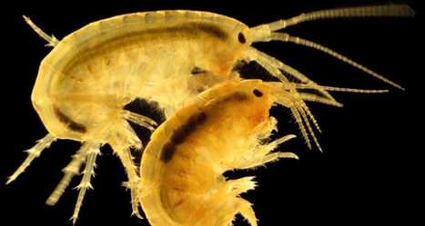 Biomae traque les eaux toxiques avec des crevettes sentinelles | EntomoNews | Scoop.it