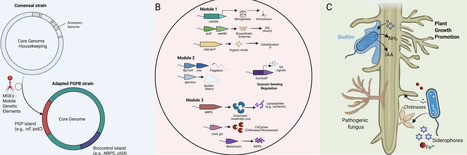 A &lsquo;Genome-First&rsquo; Framework for Next-Generation Bioinputs: From Functional Mining to Rational Synthetic Microbial Communities | emb | RMH | Scoop.it